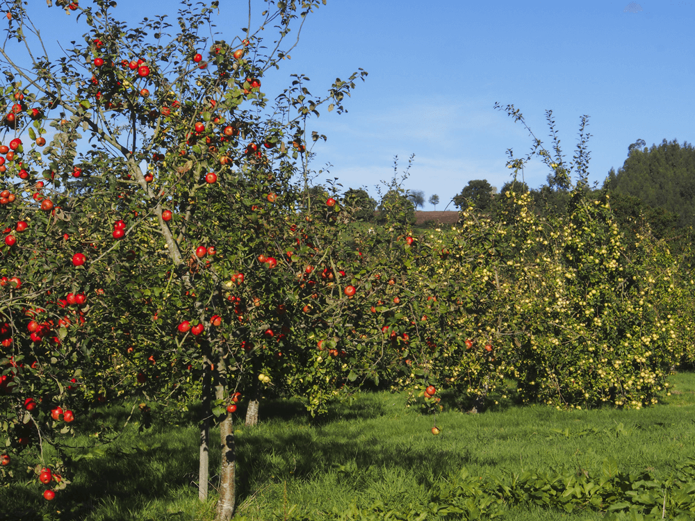manzanas para hacer sidra